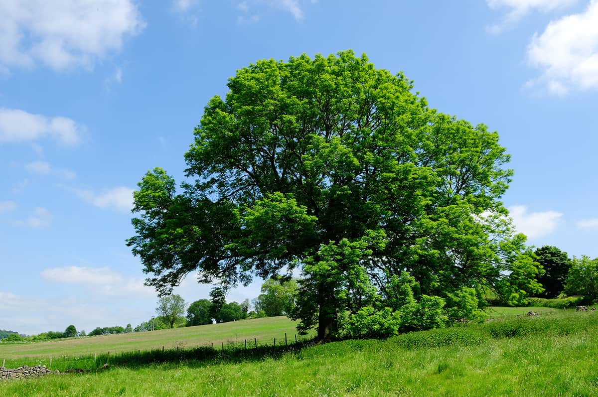 European Ash Fraxinus excelsior