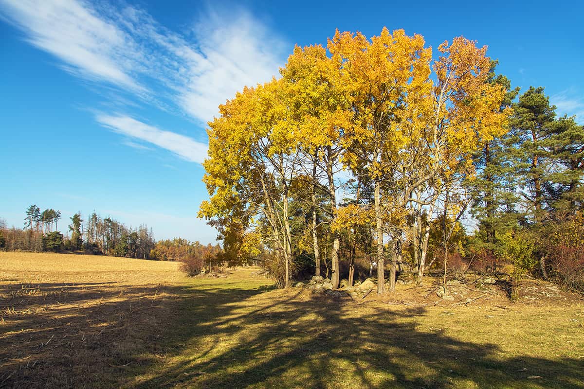 European Aspen, Populus tremula