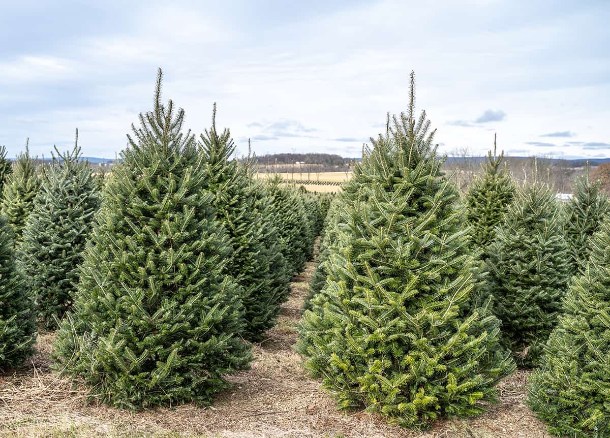 Fraser Fir Abies Fraseri