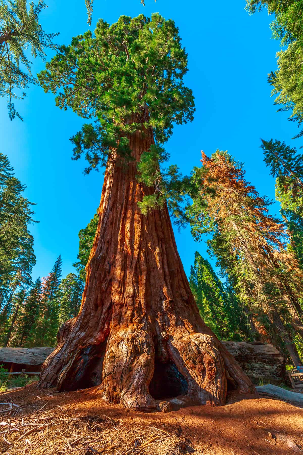 Giant Sequoia Sequoiadendron giganteum
