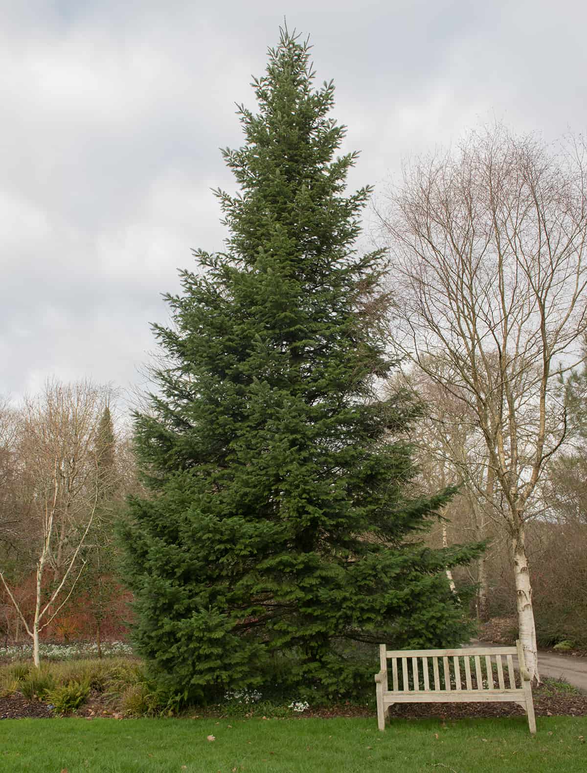 Grand Fir Abies grandis