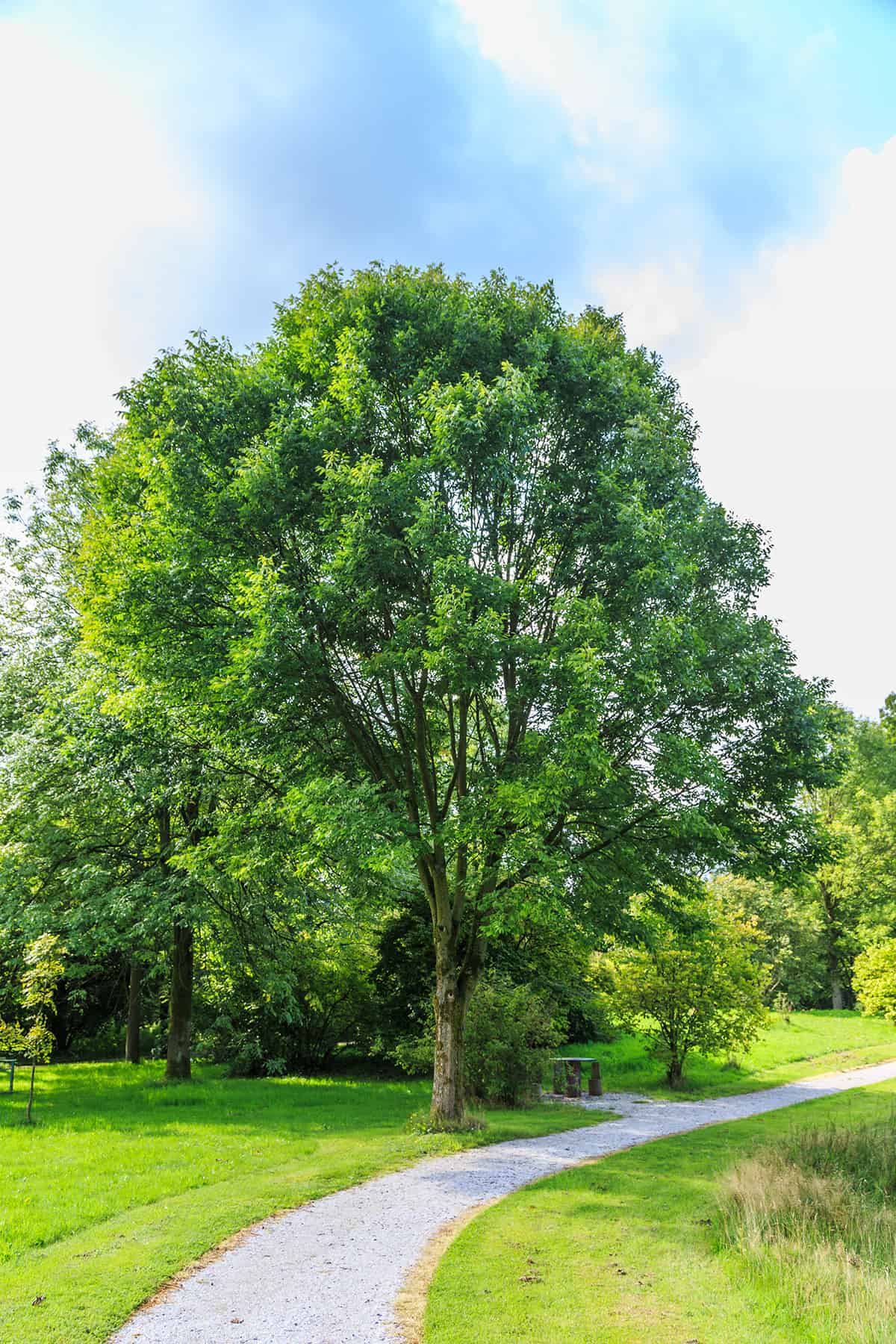 Green Ash Fraxinus pennsylvanica