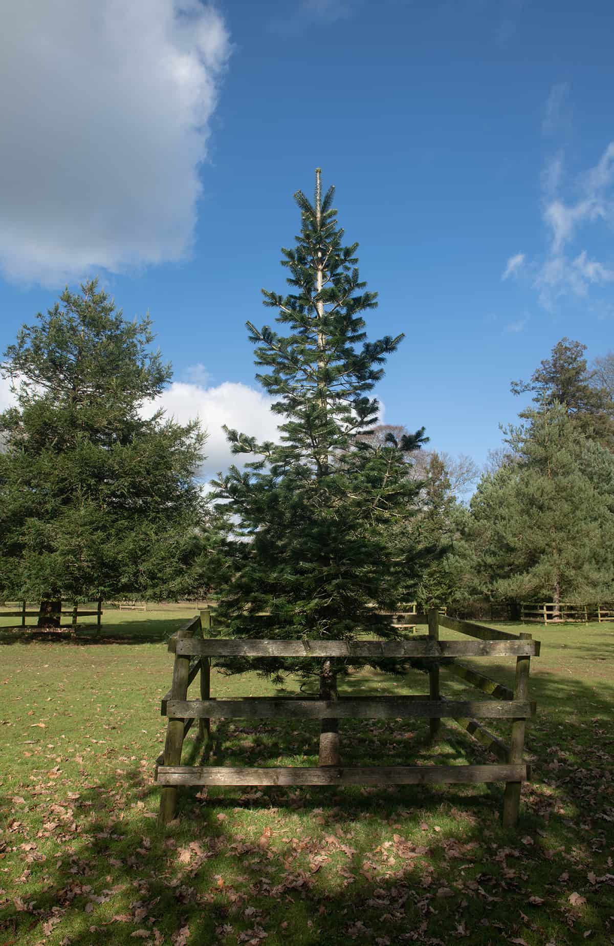 Himalayan Fir Abies pindrow