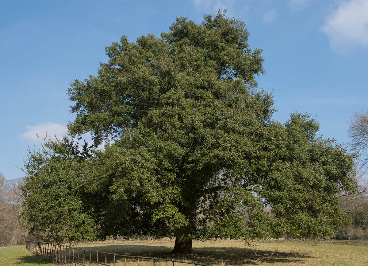 Holm Oak, Quercus ilex