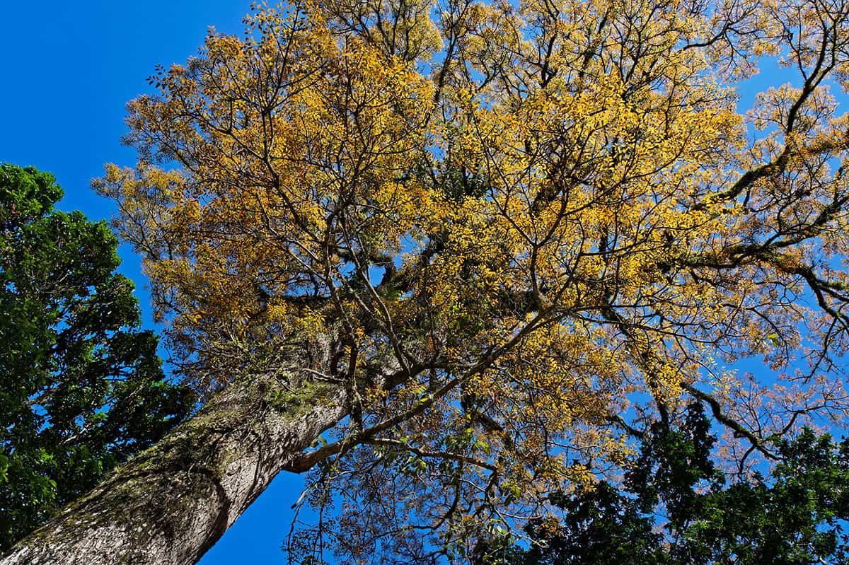 Honduran Mahogany Swietenia macrophylla