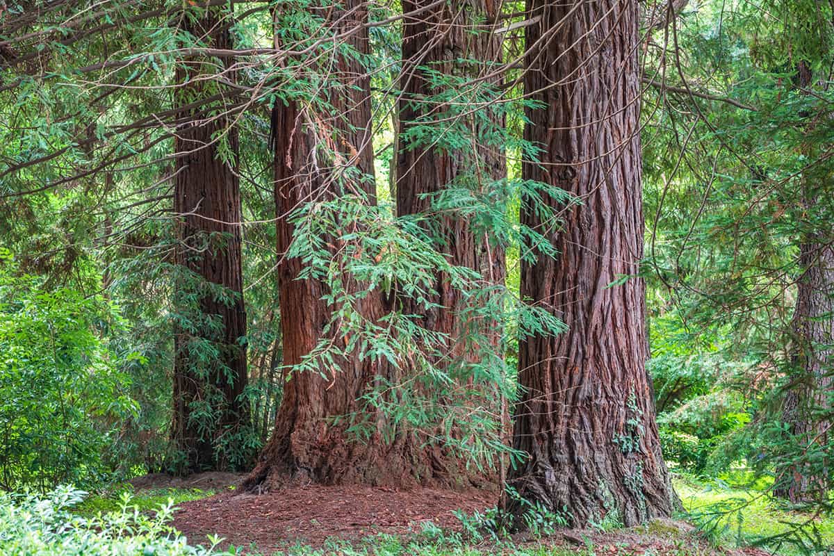 Japanese Cedar, Cryptomeria japonica