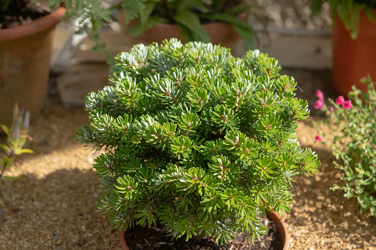 Korean Fir Abies koreana