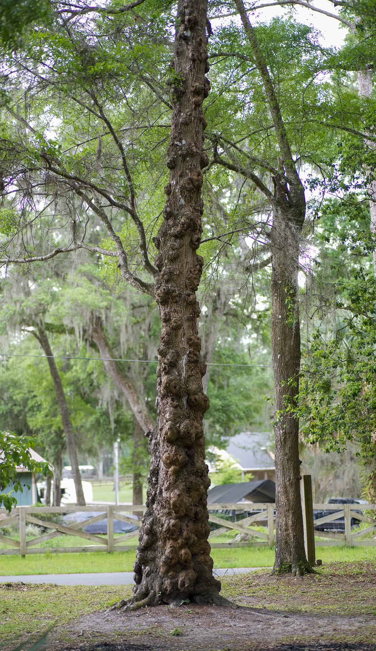 Laurel Oak, Quercus laurifolia