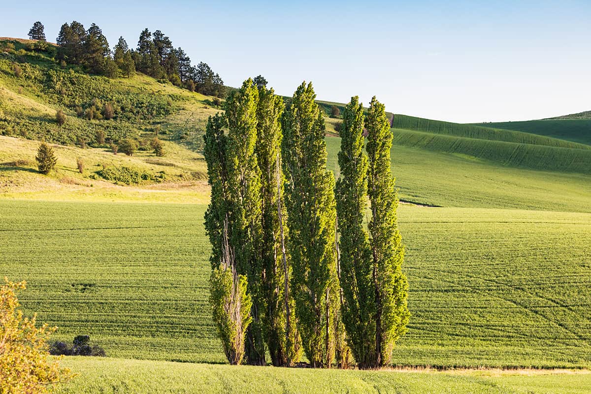 Lombardy Poplar, Populus lombardy