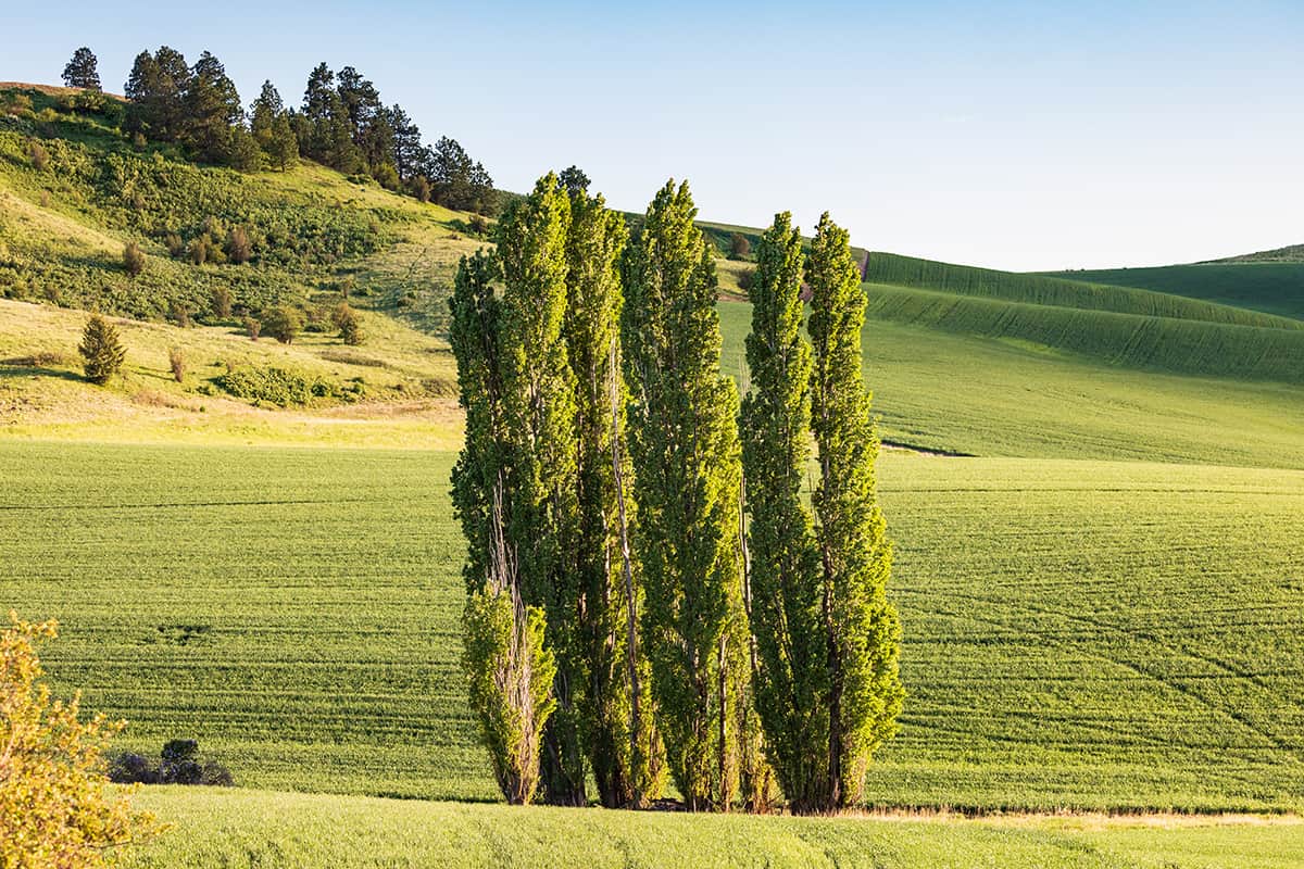 Lombardy Poplar, Populus lombardy