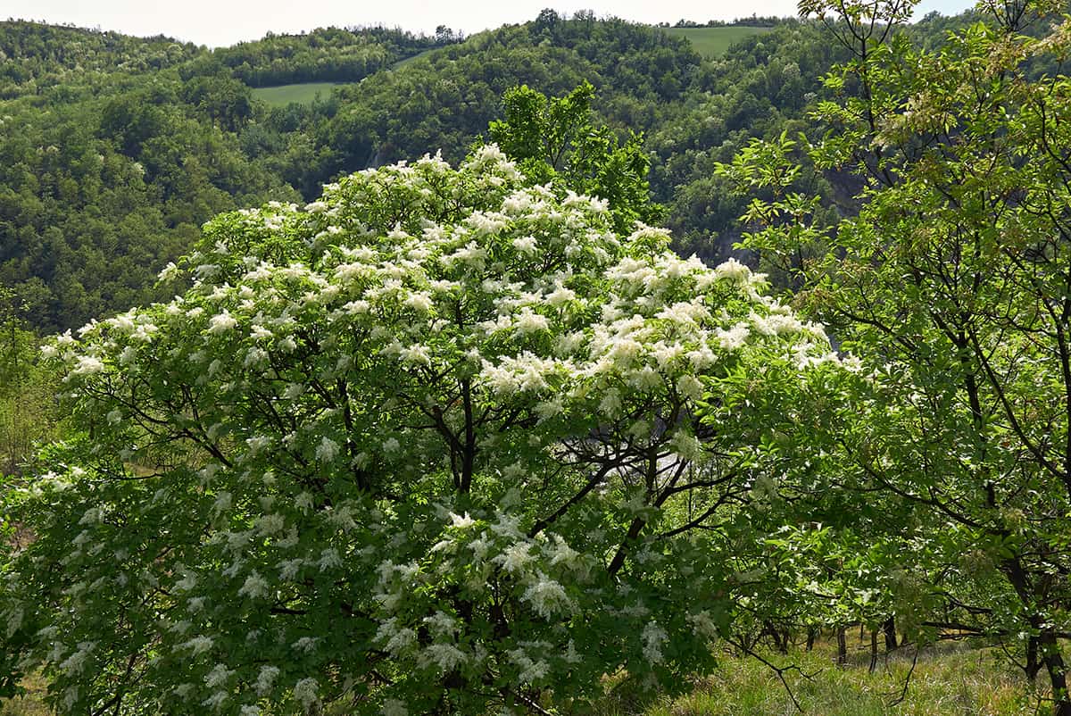 Manna Ash Fraxinus ornus