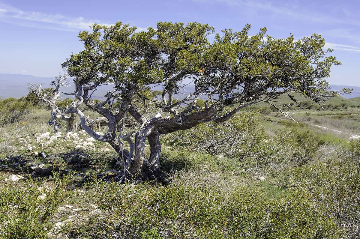 Mountain Mahogany Cercocarpus sp