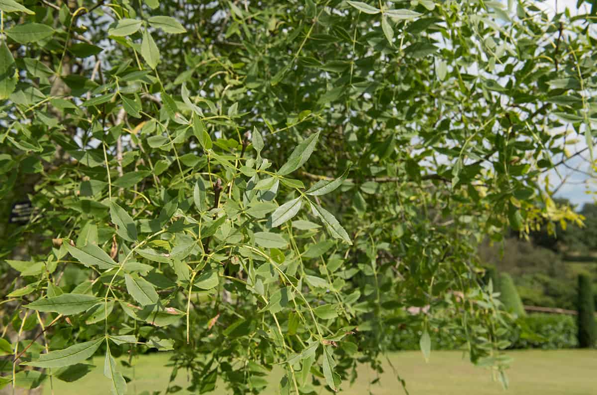 Narrow Leaf Ash Fraxinus angustifolia