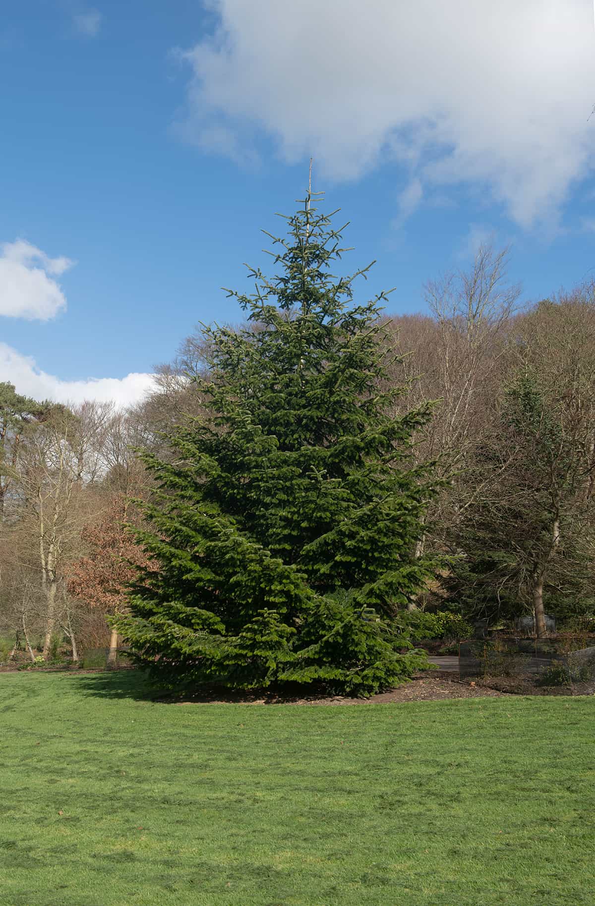 Nordmann Fir Abies nordmanniana