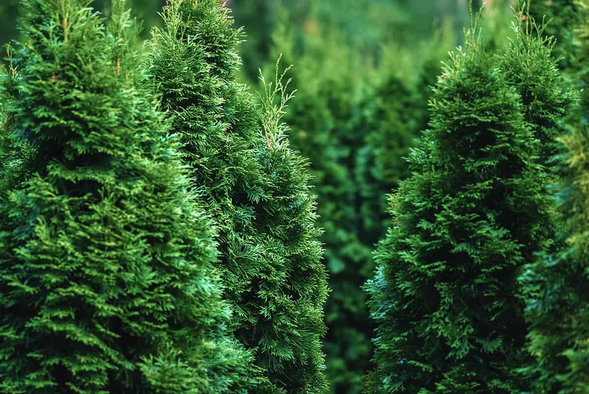 Northern White Cedar, Thuja occidentalis