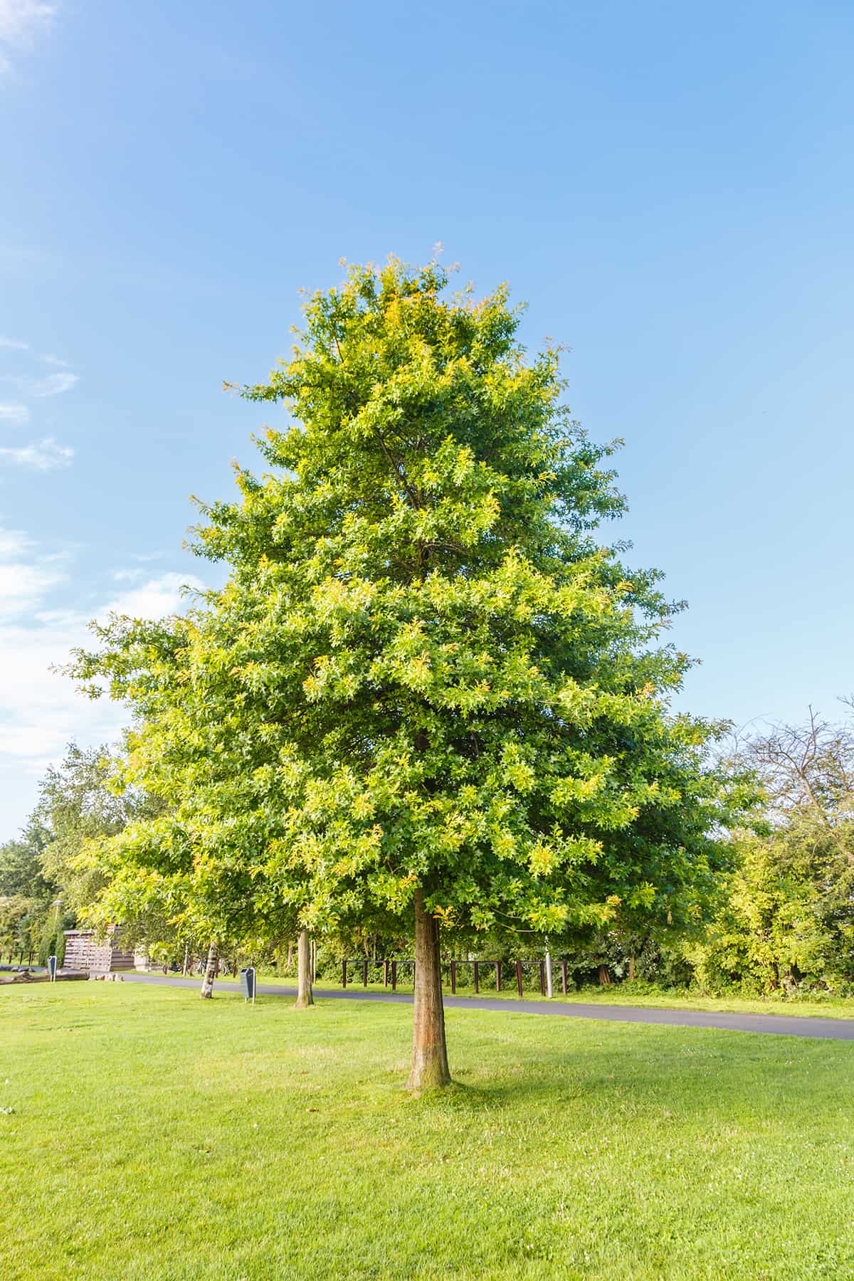 Pin Oak, Quercus palustris