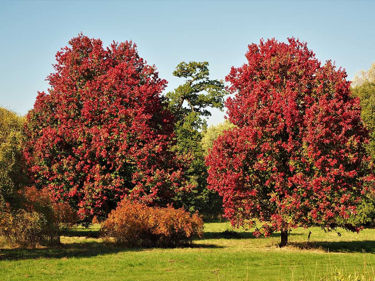 Red Maple, Acer rubrum