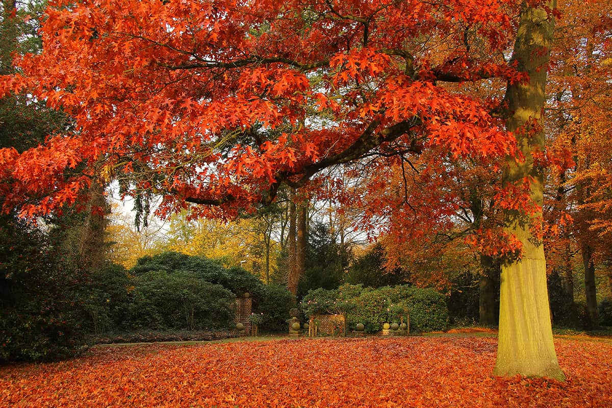 Scarlet Oak, Quercus coccinea