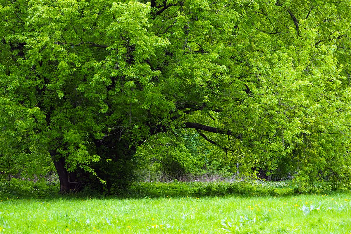 Silver Maple, Acer saccharinum