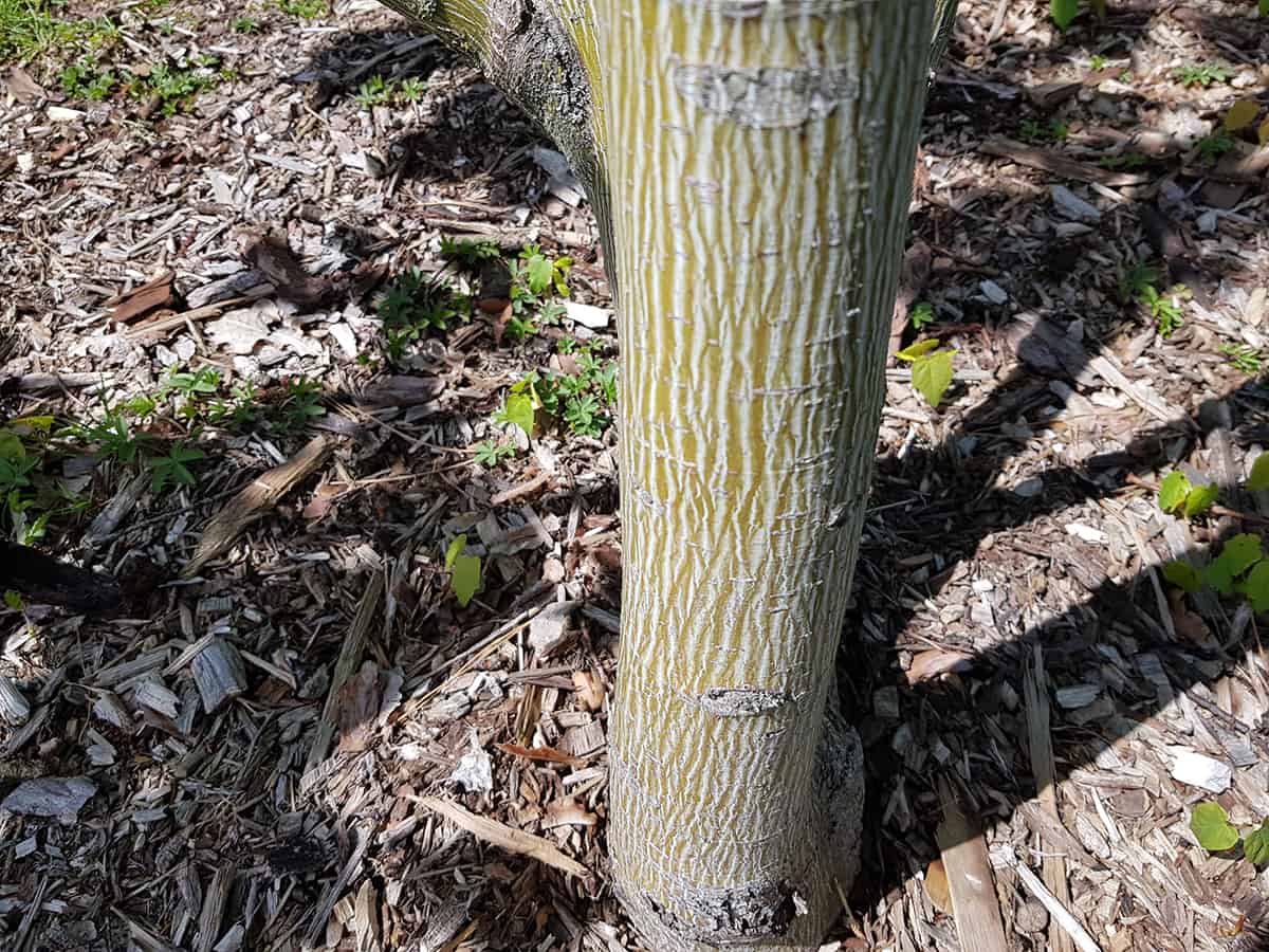 Striped Maple, Acer pennsylvaniacum