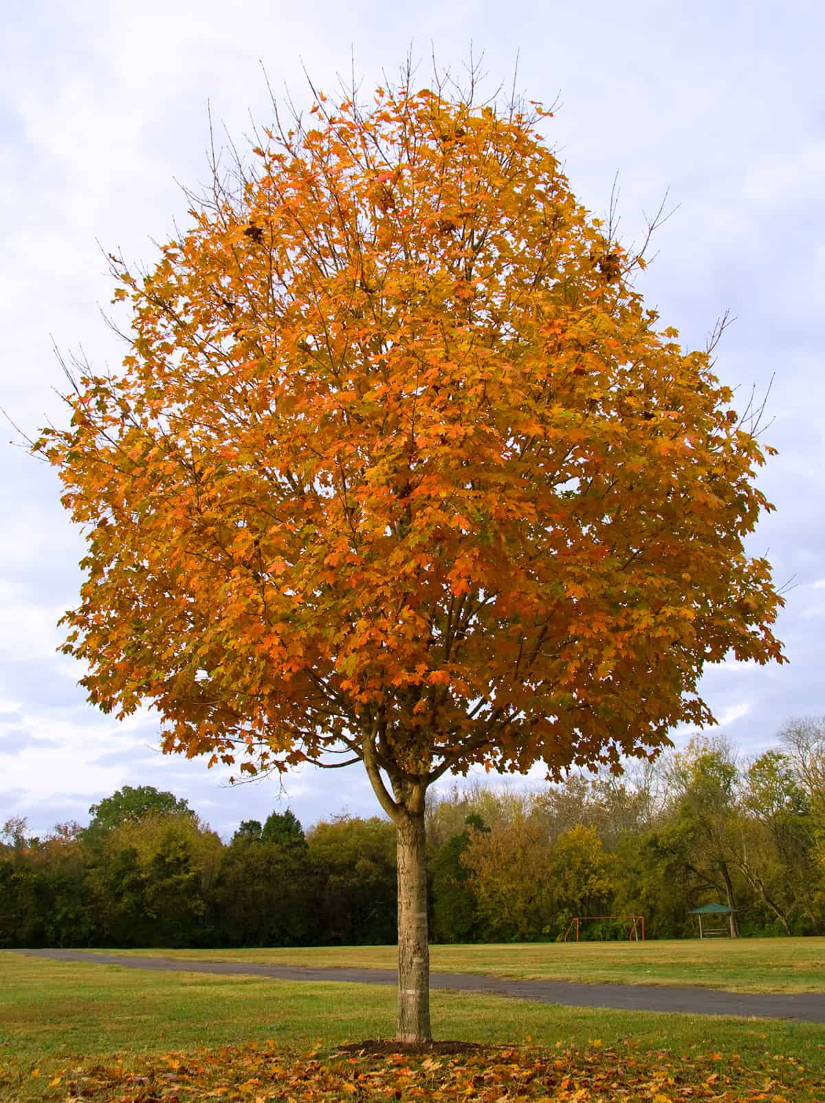 Sugar Maple, Acer saccharum