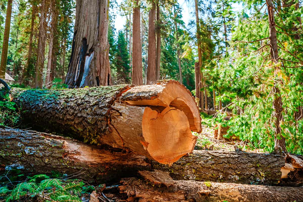 Types of Redwood