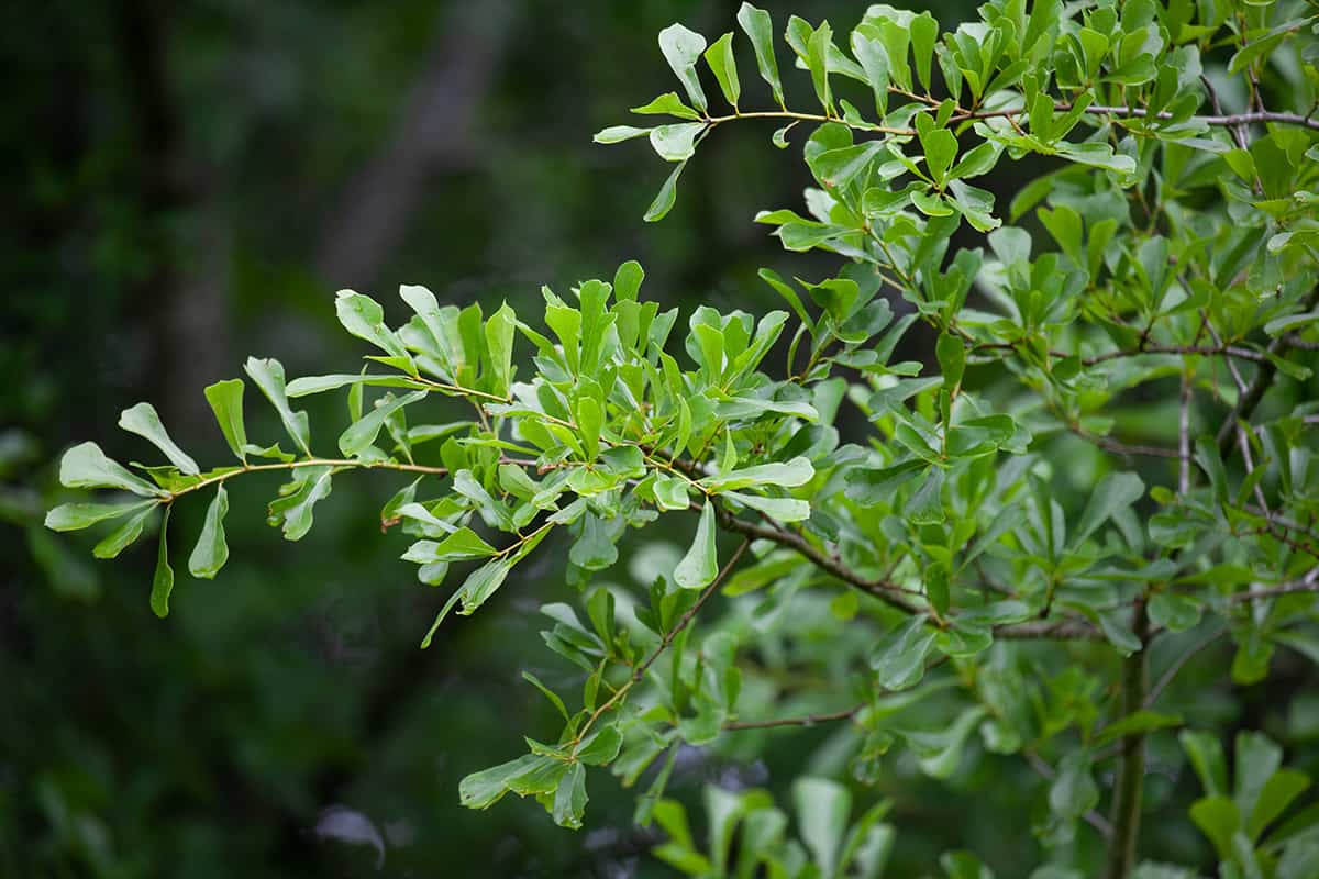 Water Oak, Quercus nigra