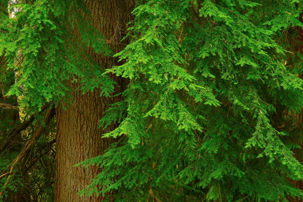 Western Red Cedar, Thuja plicata