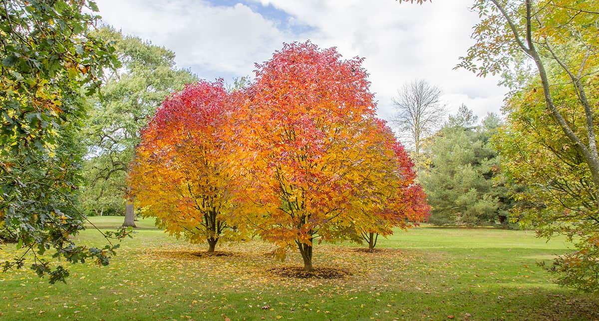 White Ash Fraxinus americana