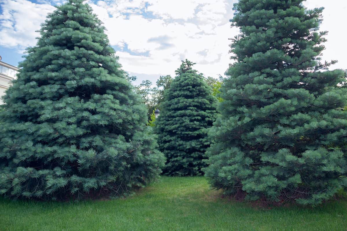 White Fir Abies concolor