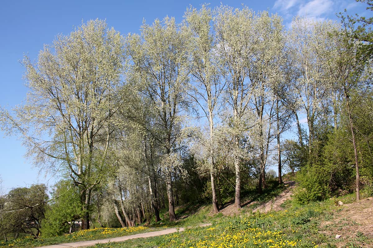 White Poplar, Populus alba