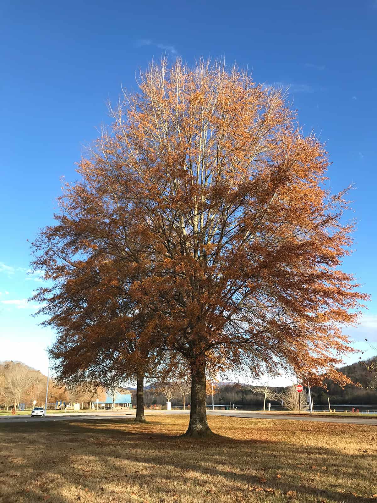 Willow Oak, Quercus phellos