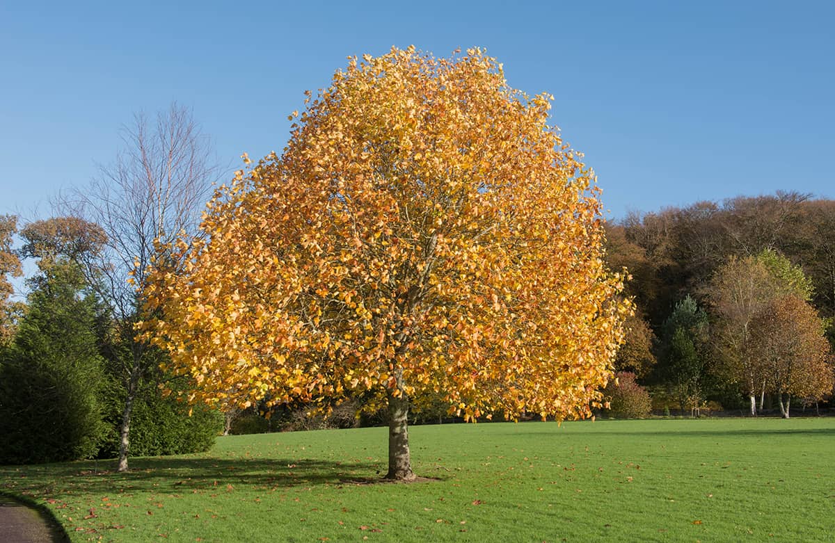 Yellow Poplar, Liriodendron tulipifera