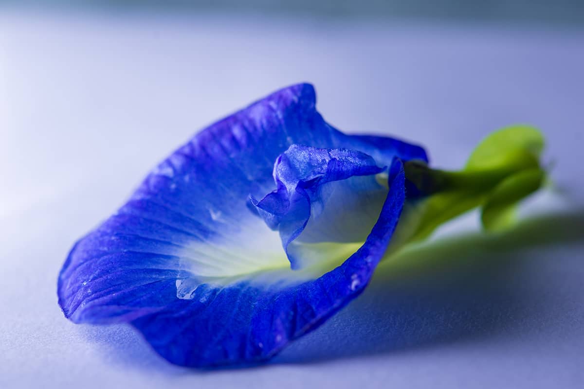 Cornflower Blue and Light Purple