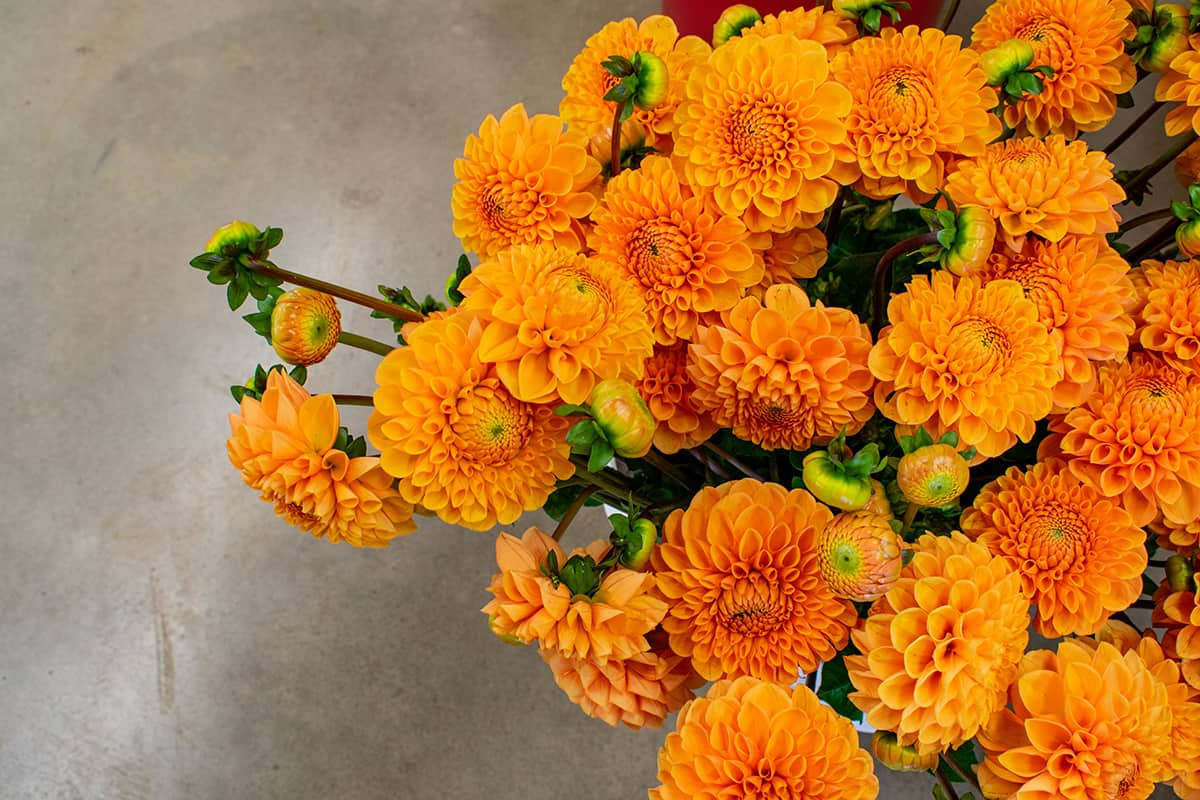 Gray Marigold