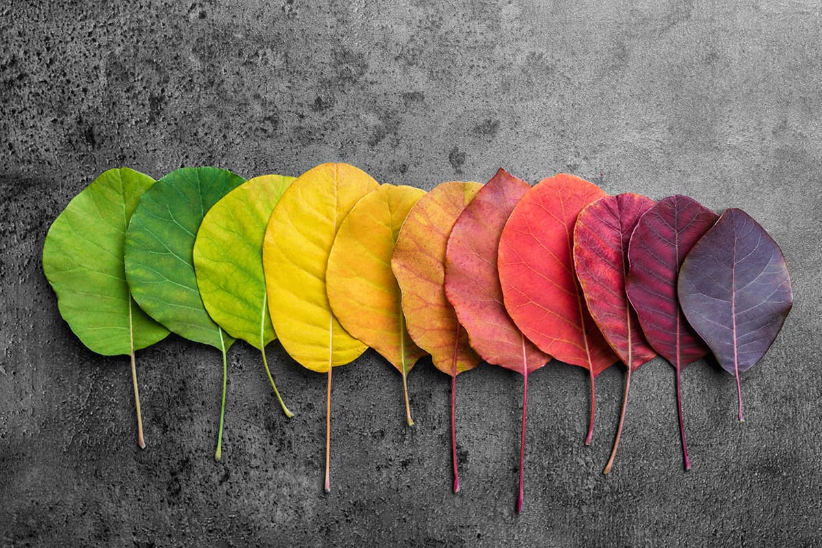 What Is Hue Examples And Uses In Home Decor Homenish