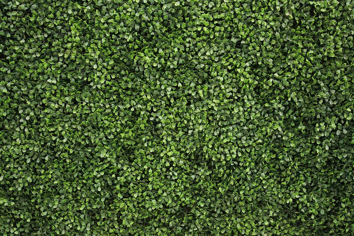 Living wall