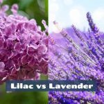 Lilac vs Lavender