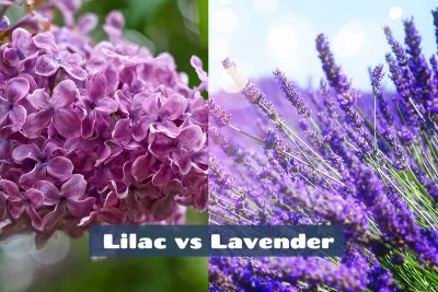 Lilac vs Lavender