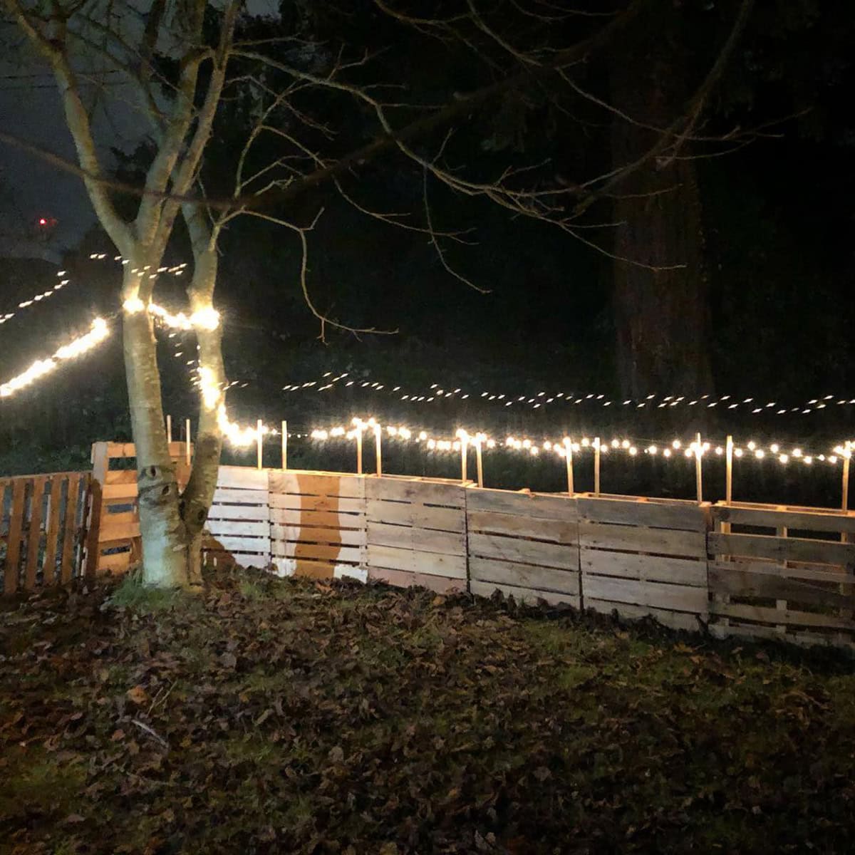 Lights Galore