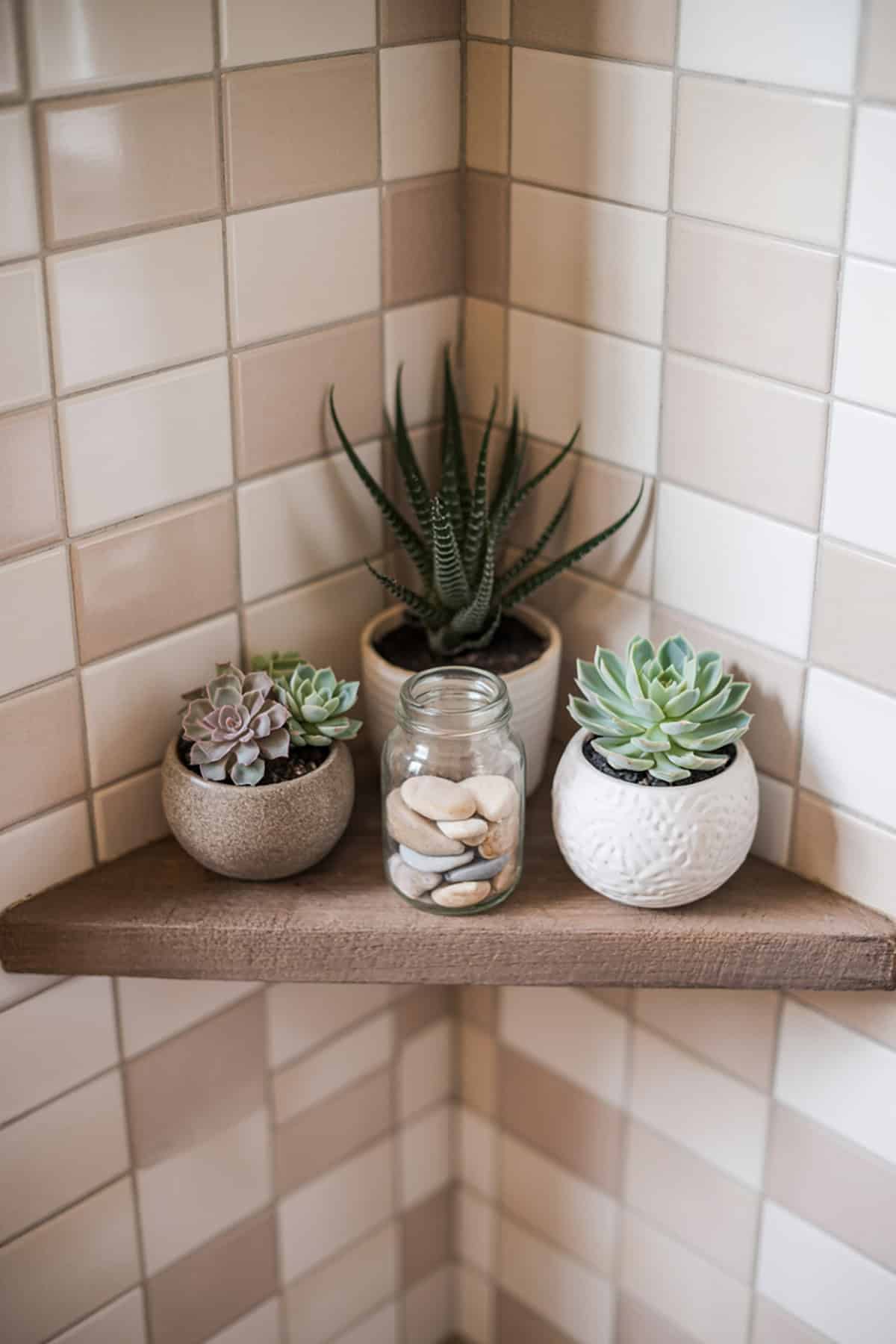Corner Shelf with Mini Succulent Garden