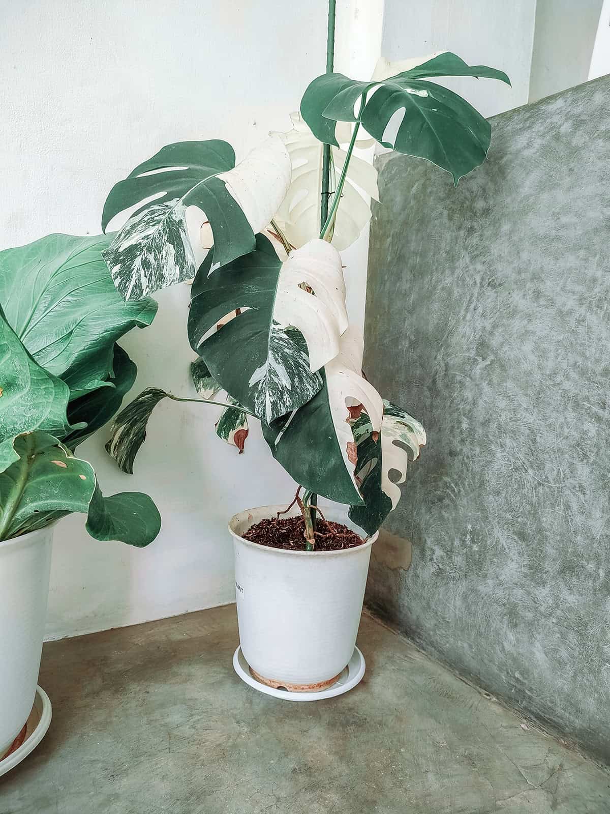 Indoor Plant Corner for Lush Greenery