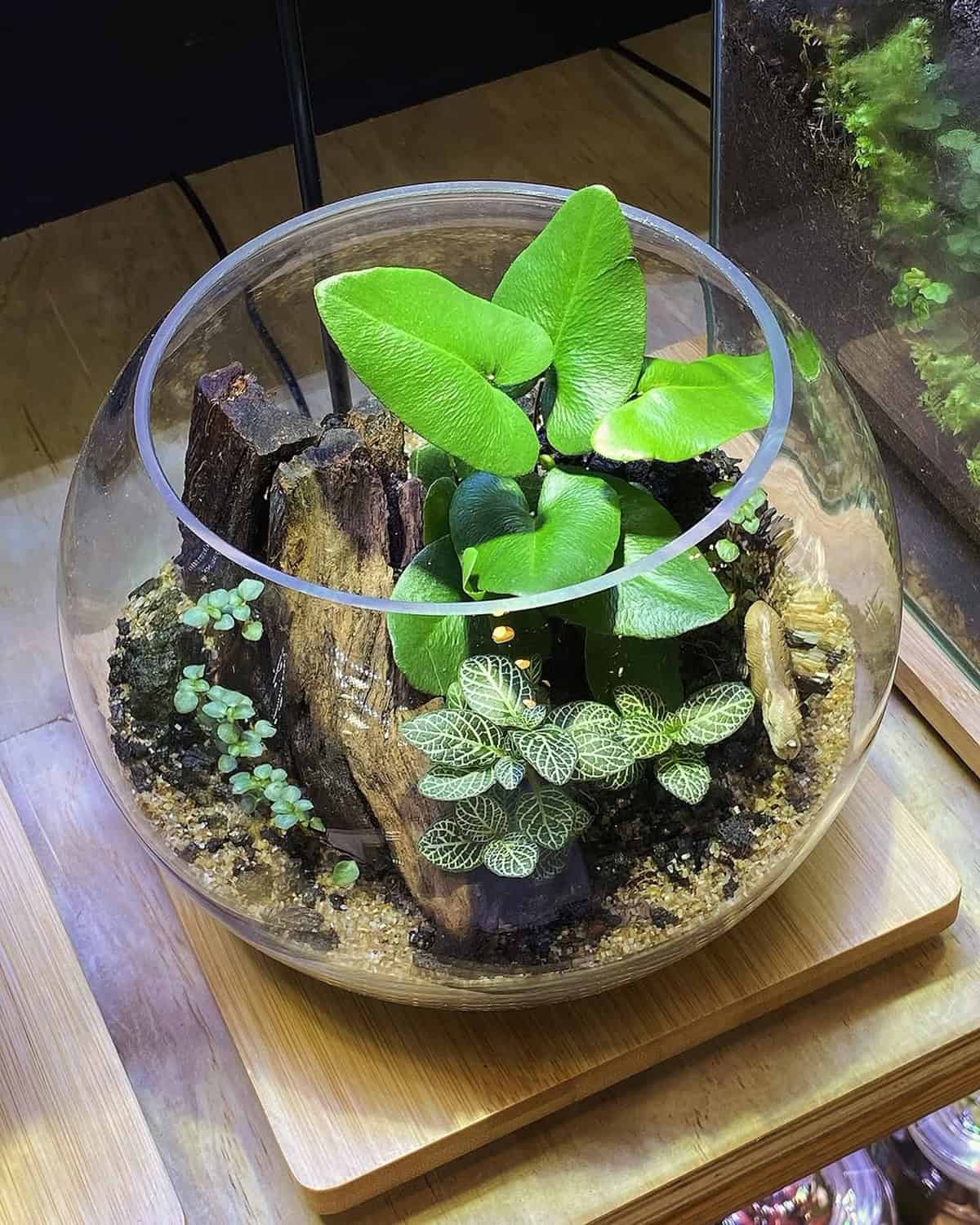 Mini Terrarium