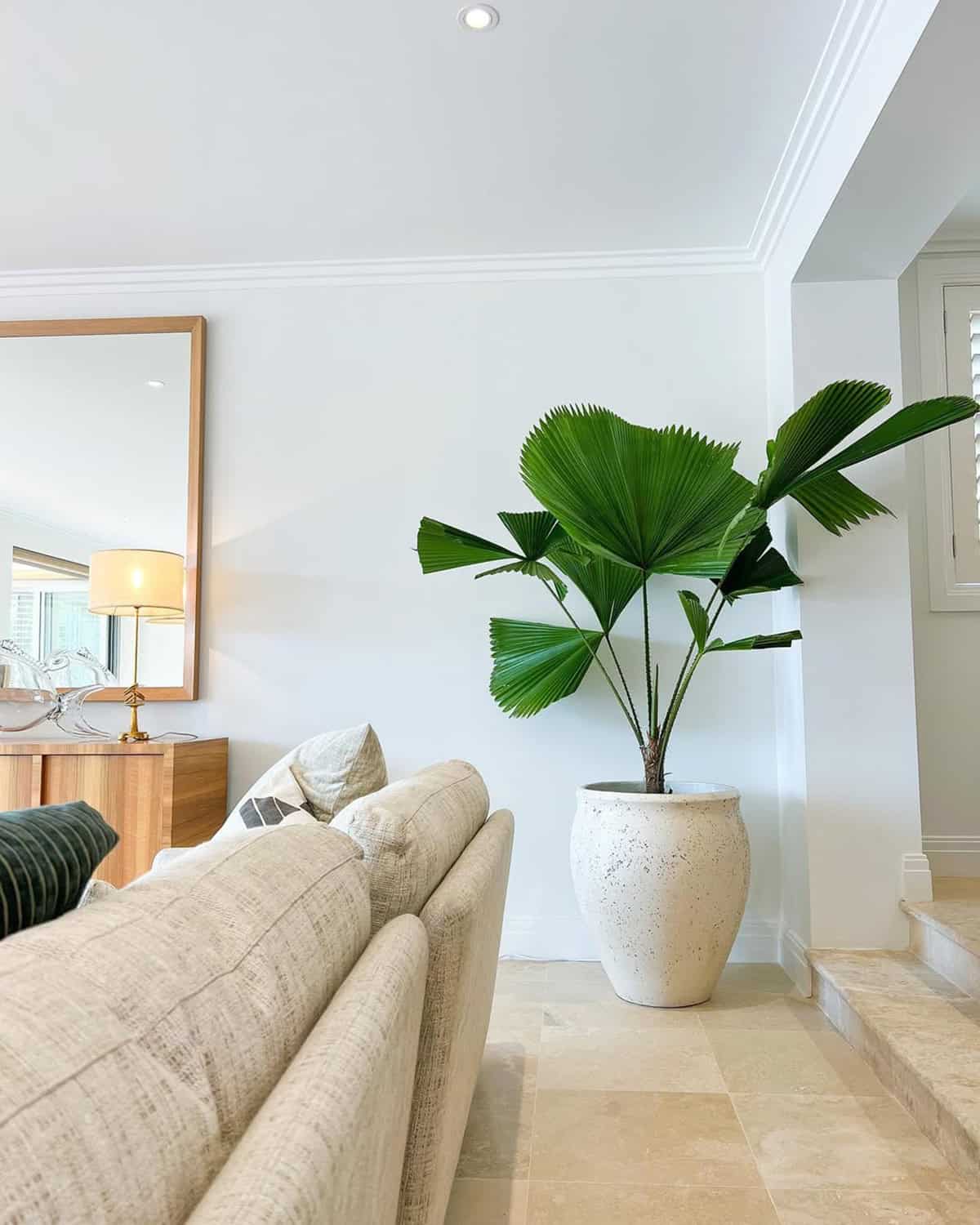 Statement Plant with Dramatic Pot
