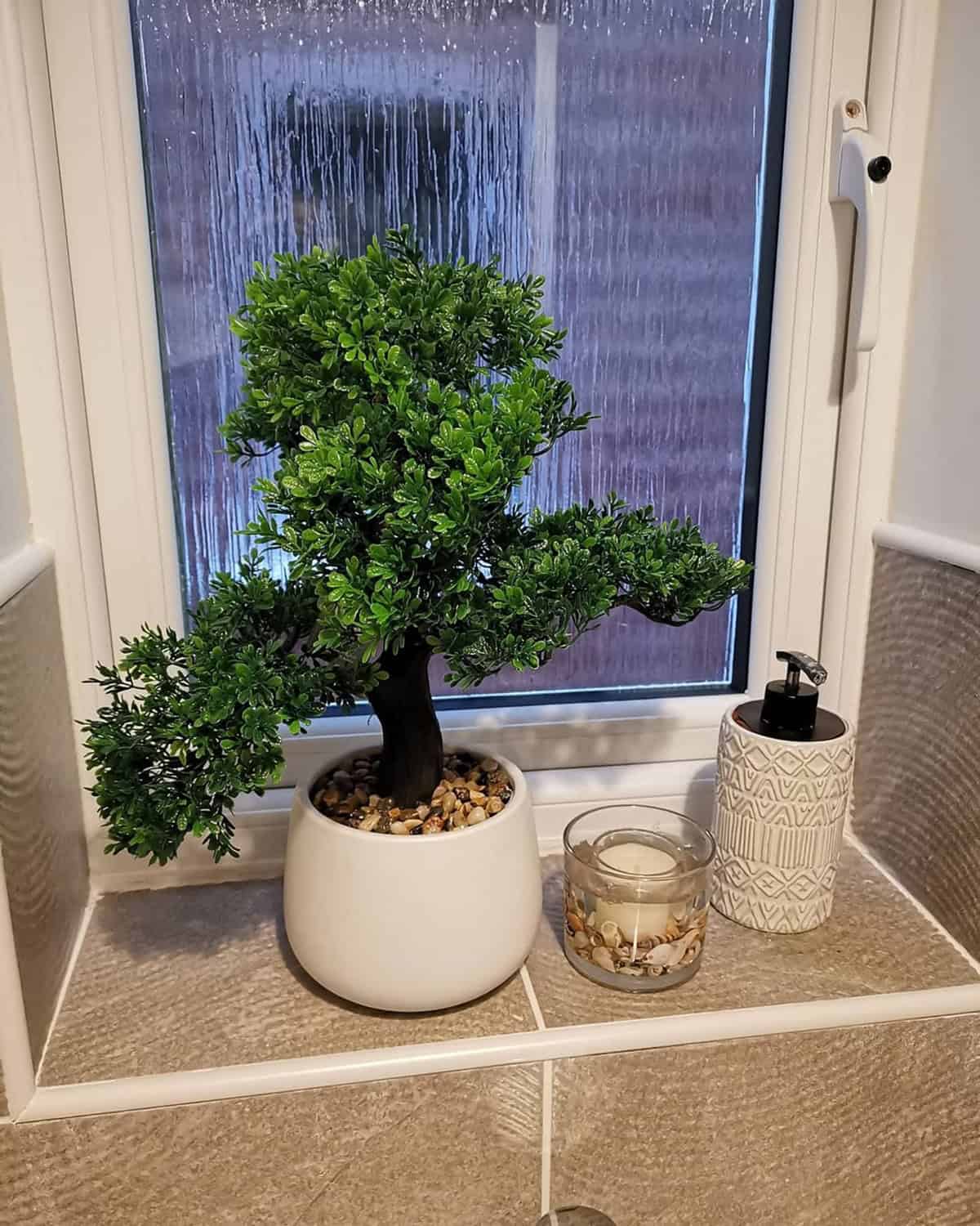 Tiny Bonsai Tree