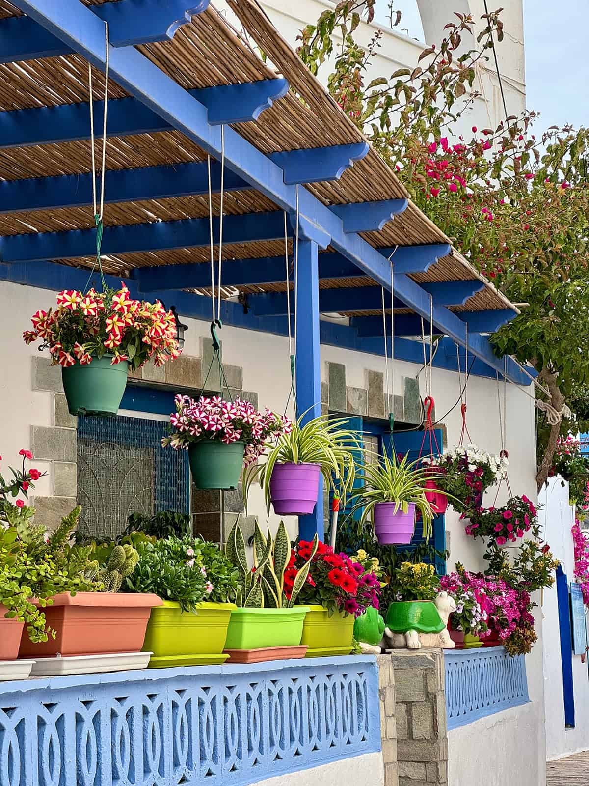Colorful Patio with Bold Blue Framework and Bright Planters