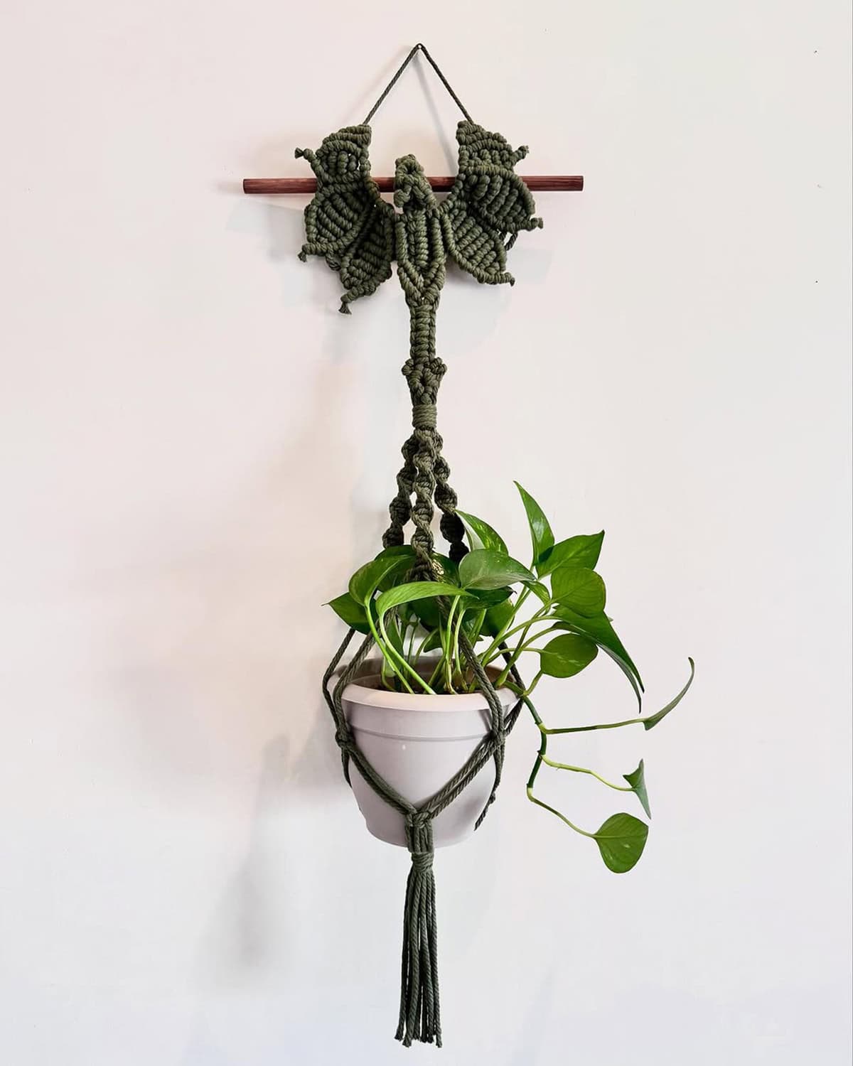 Dragon Plant Holder