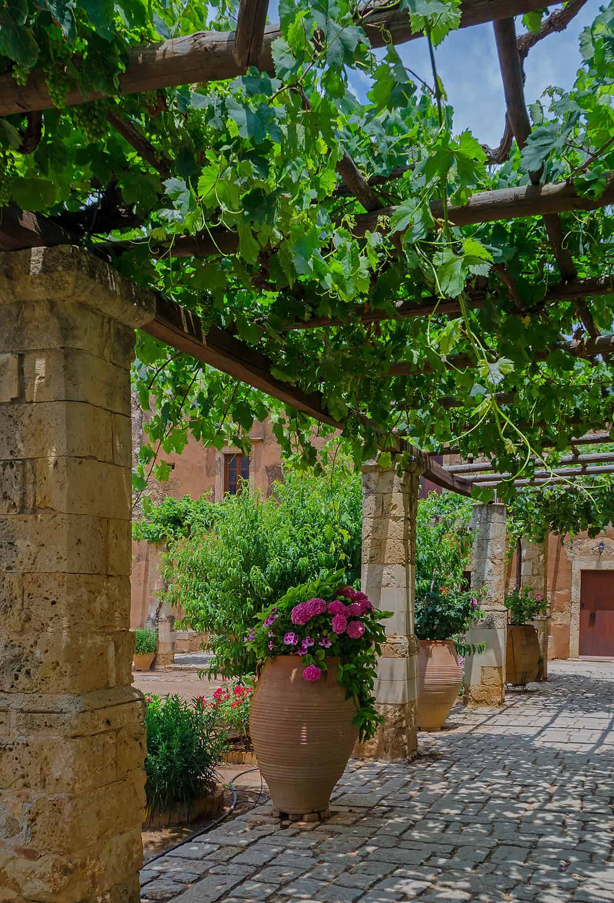 Historic Courtyard Decor with Grape Vines