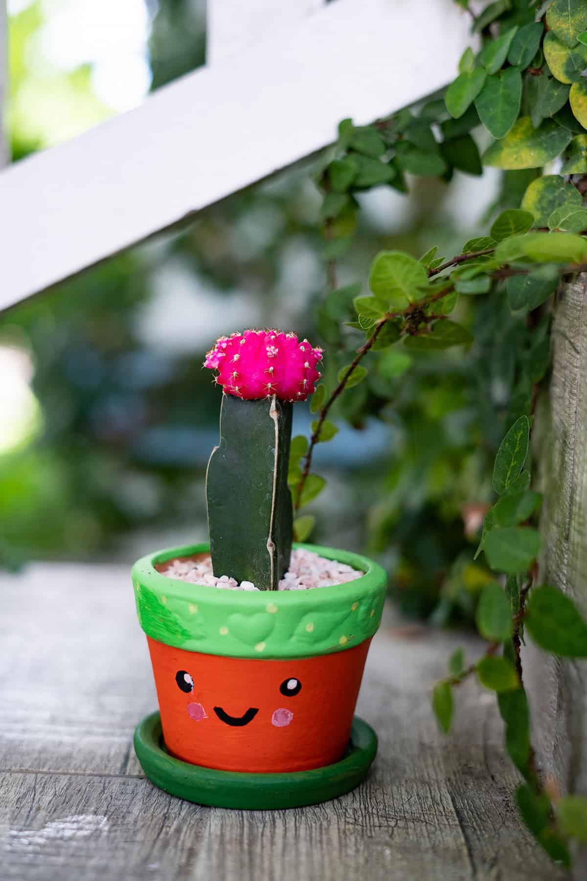 Tiny Cactus, Big Personality