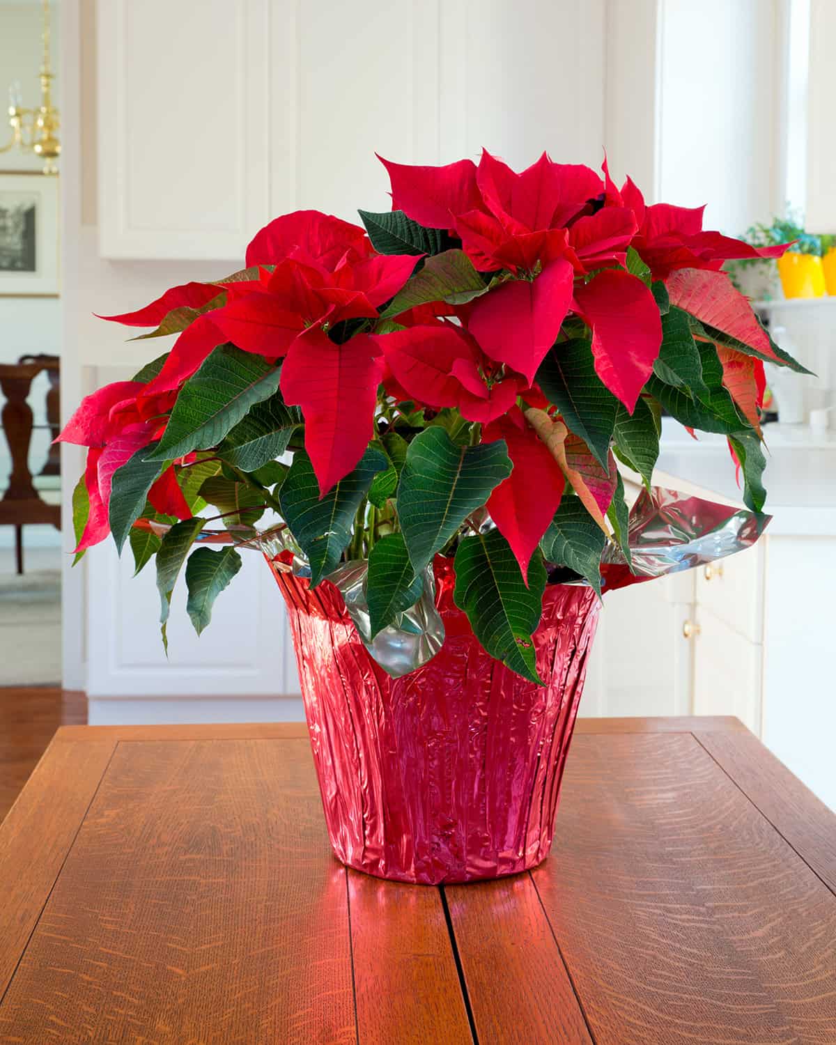 Poinsettia in Foil Wrap